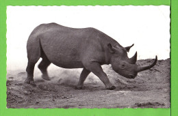 RHINOCEROS..../ Carte Vierge   / Photo HOA-QUI / N° 3107 - Rhinocéros