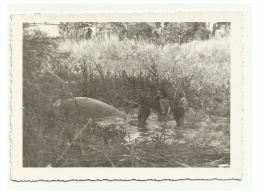 Real Photograph Of A Dead Hippopotamus Been Tied By Locals To Be Removed From Stream - Mocambique? 1960? - Flusspferde