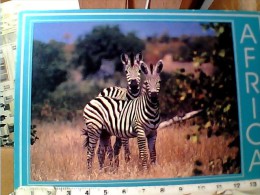 ZEBRE ZEBRAS  ZIMBAWE  N1990 EN9757 - Zebra's
