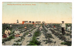 CPA USA = Picking Strawberries, Near Houston, Texas - Houston