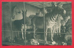 156465 / ZEBRA GRUPPE - WIEN , NATURHISTORISCHES STAATSMUSEUM , SAAL XXXV - 1924 Austria Osterreich Autriche - Zebra's