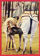 156468 / Burchell's Zebra Damara Zebra La Zebra Di Burchell (Equus Quagga Burchellii ) -  Publ. Bulgaria Bulgarie - Zebras