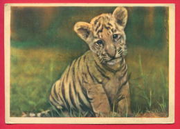 156633 /  The Tiger (Panthera Tigris) Tigre - PHOTO N. NEMNONOVA Publ. Russia Russie Russland Rusland - Tigri