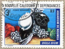 Nelle CALEDONIE : Ovula Ovum - Mollusques Gastéropodes - Famille Des Ovulidae - - Oblitérés