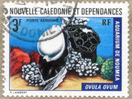 Nelle CALEDONIE : Ovula Ovum - Mollusques Gastéropodes - Famille Des Ovulidae - - Gebraucht