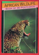 156643 / AFRICAN WILDLIFE Panthera , Eigentliche , Großkatzen - - Tigres