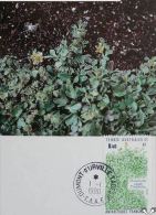 Carte Maximum TAAF Dumont D'Urville   154 Flore 1990 Ranunculus 01 01 1990. - FDC