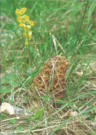 Photo Champignon / Morille Blonde De La Venoge (Suisse) - Plante Photographiee Dans La Nature - Funghi