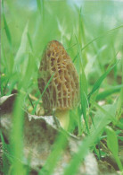 Photo Champignon / Morille Délicieuse De La Veveyse (Suisse) - Plante Photographiee Dans La Nature - Paddestoelen