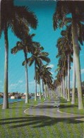 Beautiful Lake Trail Along The Palm Beach Yacht Basin Palm Beach Florida - Palm Beach