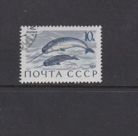 WHALE WHALES  WAL BALEINE BALLENA NARWHAL NARWAL NARVAL MONODON MONOCEROS - SOVIET USSR 1971 With Gum - Wale