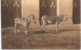 CHEVAL ... HORSE ... ANVERS ... ZEBRE DE GREVY ET DE GRANT - Zebra's