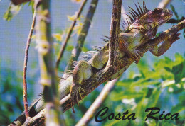 Ph-CPM Costa Rica (Costa Rica) Iguana, 12,00 X 17,00 Cm - Costa Rica