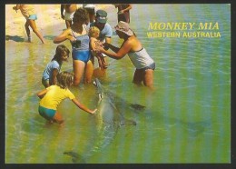 MONKEY MIA Western Australia Wild Dolphins Meeting People - Perth