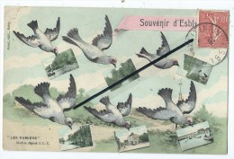 Delcampe - CPA - Souvenir D'Esbly - "Les Ramiers" - Esbly