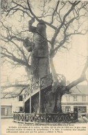 14-A-TC-3565  : TOUTCOMPRIS ALLOUVILLE  Arbre Remarquable - Allouville-Bellefosse