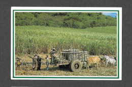 REPUBLIQUE DOMINICAINE - DOMINICAN REPUBLIC - REP. DOMINICANA - SUGAR CANE CUTTERS - RÉCOLTE DE LA CANNE À SUCRE - Dominicaanse Republiek