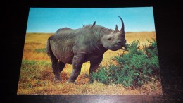 C-20214 CARTOLINA ANIMALI - RINOCERONTE NERO AFRICANO - Rhinozeros