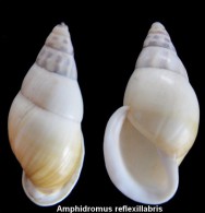 Amphidromus Reflexillabris - Conchiglie
