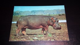 C-20230 CARTOLINA ANIMALI - IPPOPOTAMO AFRICANO - Hippopotamuses