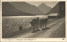 Plansee (bei Reutte) Mit Thaneller - - Reutte