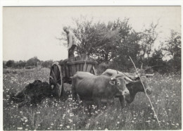 MILLAC. - Reproduction D´une Photo D'un Attelage à Vaches.Epandage Du Fumier. Format CPM - Attelages