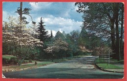 CARTOLINA VG STATI UNITI - ATLANTA - Dogwood In Bloom - Trees - 9 X 14 - ANNULLO 1958 - Atlanta
