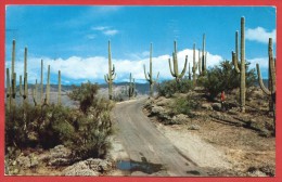 CARTOLINA VG STATI UNITI - Road In Saguaro Forest - 9 X 14 - ANNULLO TARGHETTA 1968 - Tucson