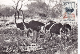 Animaux, Carte Maximum  Niger Yvert 105, Autruches - Straussen- Und Laufvögel