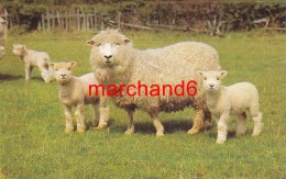 Royaume Uni Moutons éditeur St Ives Huntingdon - Huntingdonshire