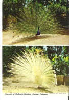Peacocks Of Ardastra Gardens, Nassau, Bahamas - Birds