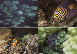 Tahiti - Merveilles Du Monde Sous-marin (carangues, Ange Royal, Poisson Clown, Bénitiers) - Tahiti