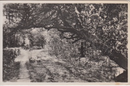 Landweg Bij Natuurvriendenhuis      Krikkenhaar Bij Almelo            Scan 8899 - Almelo