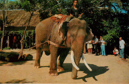 Thailande - Animaux - Eléphants - Eléphant Working Shows At Tom Land - Bangkok - Thailand - Semi Moderne Petit Format - Thaïlande