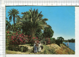 EGYPTE  -   ASSOUAN  -  ASWAN   -   Tropical  Garden  -   Le Jardin  Tropical - Aswan