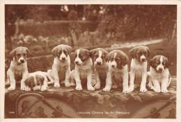 Thème        Animaux  Chiens  Jeunes St Bernard - Chiens