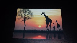 C-20825 CARTOLINA TEMATICA ANIMALI GIRAFFE - ASSOCIAZIONE UMANITARIA PER I BAMBINI DI TUTTO IL MONDO ONLUS - Giraffes