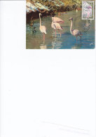 Animaux, Flamant Rose, Carte Maximum Soie France Et Une Autre, Yvert 1634, Paris 1970 - Flamingo's