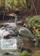 Animaux, Heron Peche, Carte Maximum  France , Yvert 2146, Rochefort 1981 - Flamencos