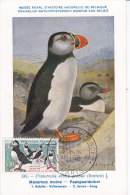 Animaux Oiseaux, Carte Maximum France   , Puffins,  Yvert 1274 - Seagulls