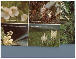 (419) Australia - TAS - Wild Flowers - Wilderness