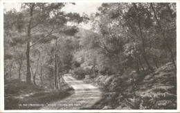 GB - Sc -Sti -In The Trossachs - "Where Twines The Path" - Valentine's "Silveresque" Postcards N° 0271 - Stirlingshire