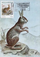 8619- NATAL RED ROCK HARE, MAXIMUM CARD, 1983, MOZAMBIQUE - Conejos