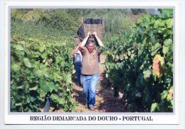 DOURO, Vila Real - Região Dos Vinhos Do Porto, Vindimas (2 Scans) - Vila Real