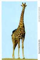 GIRAFE / ENTIER POSTAL AFRIQUE DU SUD / SUDWEST AFRIKA / STATIONERY - Jirafas