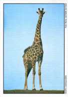 GIRAFE / ENTIER POSTAL AFRIQUE DU SUD / SUDWEST AFRIKA / STATIONERY / - Jirafas