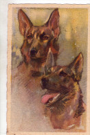 CANI      , Illustratore  Corbella - Corbella, T.