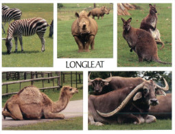 (808) Rhinoceros + Others In Longleat - Rhinocéros