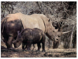 (808) Rhinoceros + Baby - Neushoorn