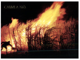 (700) Australia - QLD - Carmila (burning Sugar Canes) - Far North Queensland